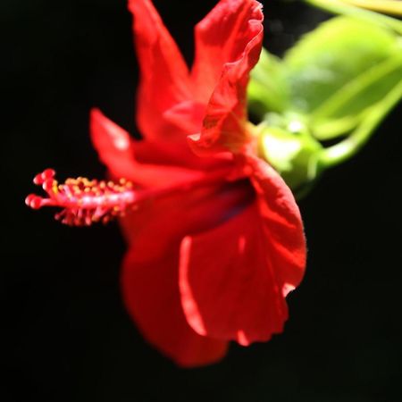 Gardens Downtown Center Chania Elpida Villa מראה חיצוני תמונה