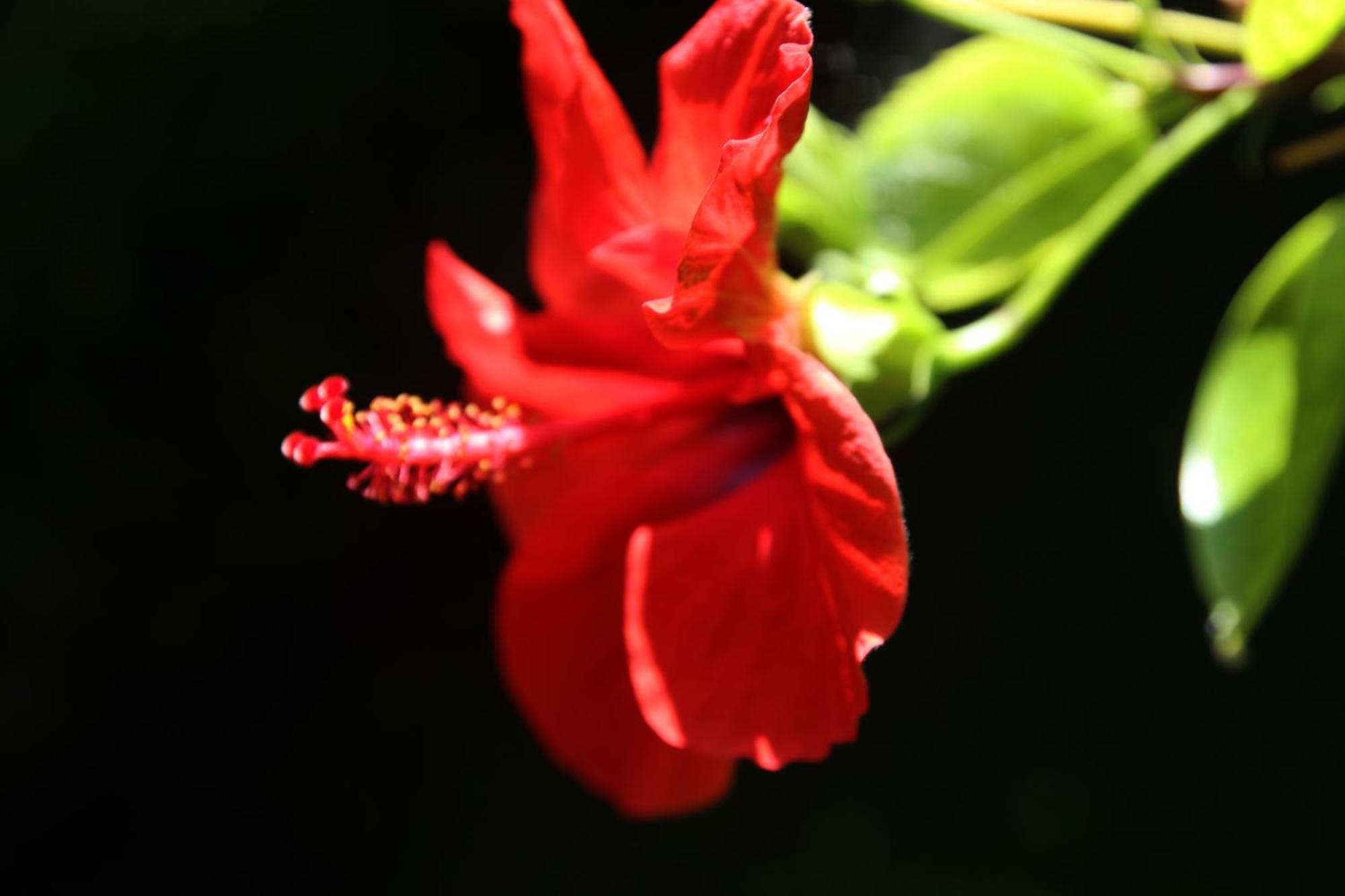 Gardens Downtown Center Chania Elpida Villa מראה חיצוני תמונה